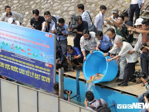 Gần 1 tháng sau khi thả, đàn cá Koi Nhật Bản trên sông Tô Lịch sống ra sao?