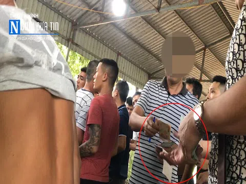 Thâm nhập 'đệ nhất trường gà' tỉnh Thái Bình