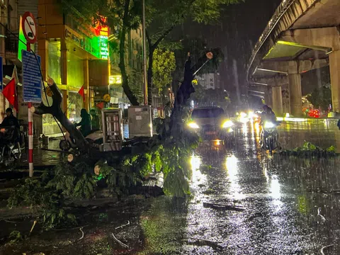 Hàng loạt cây xanh bật gốc, gãy đổ sau trận mưa lớn ở Hà Nội