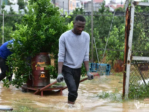Thanh niên châu Phi giúp dân bãi sông Hồng giải cứu cây cảnh khỏi vùng ngập