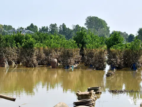Hàng trăm người trồng đào, quất Nhật Tân trắng tay sau trận lũ lịch sử ở Hà Nội