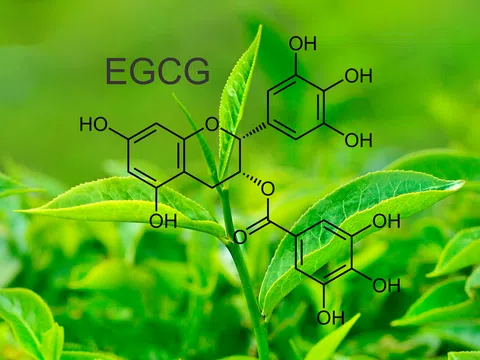 6 lợi ích của trà xanh đối với làn da