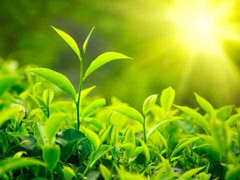 Trà xanh có giúp giảm cân không?