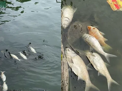 Cá chết bốc mùi hôi thối ở Hồ Tây