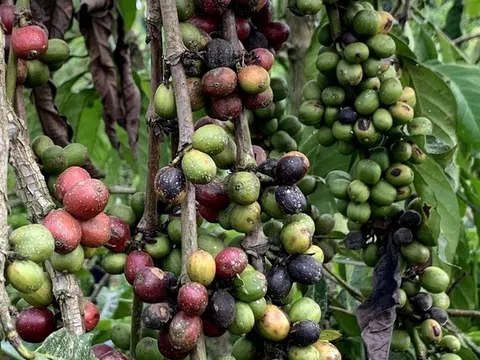 Doanh nghiệp cà phê lo lắng với quy định mới