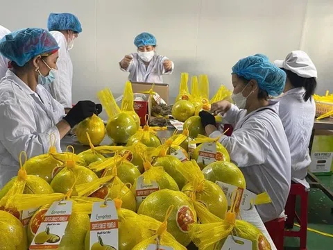 Người dân đổ xô tìm mua loại bưởi ngon, bổ, rẻ hơn cả hàng Trung Quốc