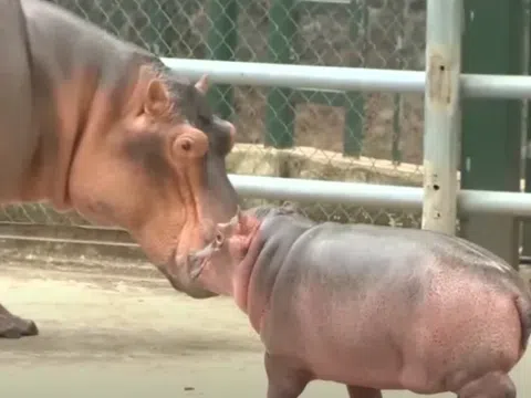 “Hà mã baby” tại vườn thú Hà Nội gây sốt