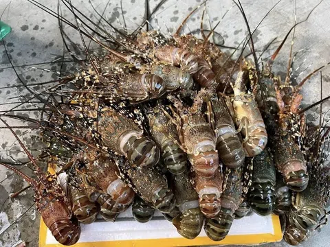 Sự thật về loại tôm hùm giá chỉ 39.000 đồng/con bán tràn ngập chợ