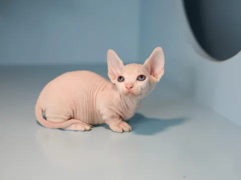 Tất Tần Tật Về Hai Chú Mèo Nghìn Đô Gây Sốt Tại  Vũ Trụ Mèo Và Sen