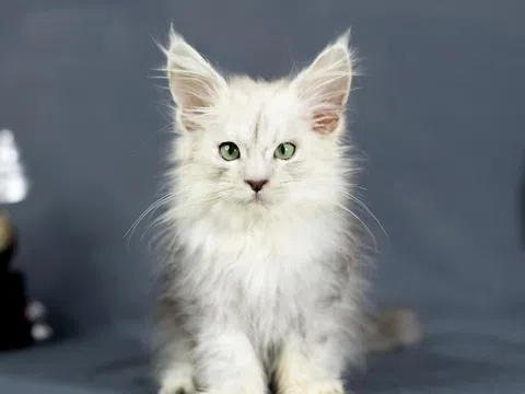 Ragdoll và Maine Coon: Vì sao bộ đôi mèo quý hiếm, đắt đỏ nhưng khách vẫn "xếp hàng" chờ để được đón "boss cưng" tại trại mèo của chị Tạ Vân Anh?