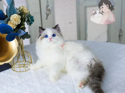 Câu chuyện thành công từ Vũ Trụ Mèo Và Sen cùng cô chủ Tạ Vân Anh