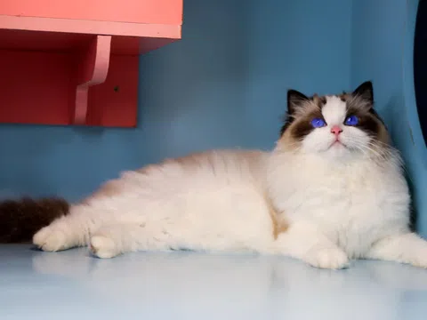 Trại Mèo Vũ Trụ Mèo Và Sen: “Vương Quốc” Của Những Giống Mèo Đắt Giá Nhất Thế Giới