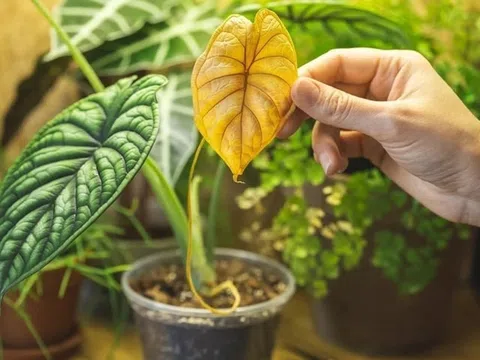 Cách trồng cây cảnh mùa đông không lo vàng lá