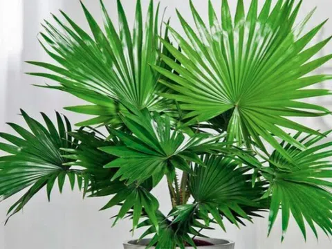 Có nên trồng cây cọ cảnh trong nhà?