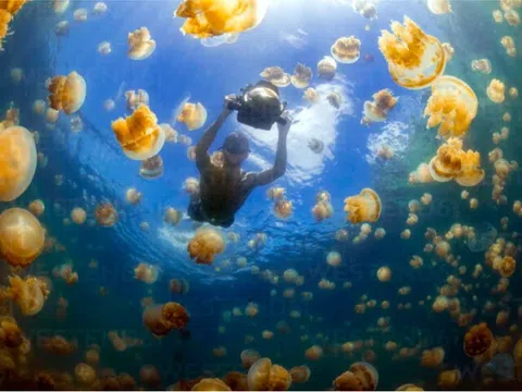 Trải nghiệm bơi giữa biển sứa từ kỷ băng hà khiến dân ưa mạo hiểm thích mê