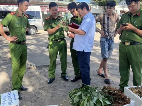 Thu giữ 40 kg củ và lá giống sâm Ngọc Linh bị "bỏ quên" tại bến xe khách