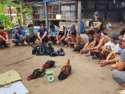 Kiên Giang: Triệt phá tụ điểm đá gà ăn tiền và bắt tạm giữ 15 đối tượng.