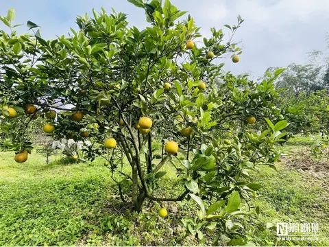 Người dân đứng ngồi không yên vì đặc sản "tiến vua" rụng hàng loạt khi Tết cận kề