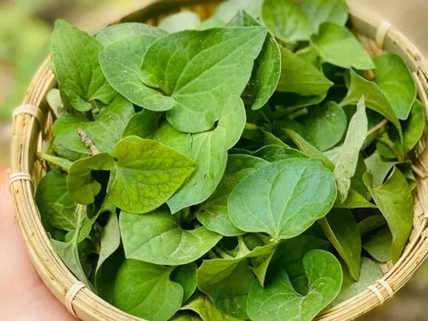 6 công dụng tuyệt vời của rau diếp cá