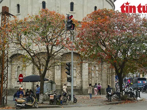 Hà Nội đẹp nao lòng mùa cây thay lá