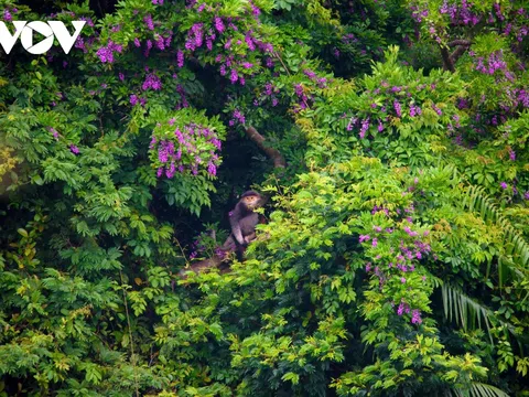 Ngắm mùa hoa Thàn Mát rực rỡ trên bán đảo Sơn Trà