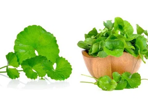 Những ai không nên ăn nhiều rau má?