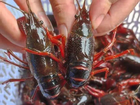 Tôm hùm đất Trung Quốc dù bị cấm những vẫn nhập ồ ạt vào Việt Nam