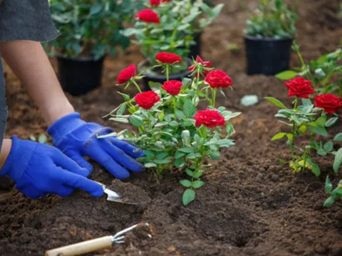 Trồng hoa hồng nhớ dùng những tuyệt chiêu này để hoa nở nhiều