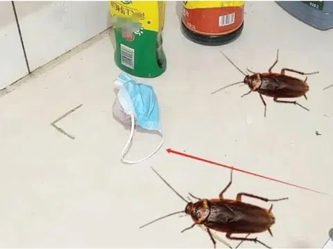 Mẹo đuổi muỗi và côn trùng bằng cách nhỏ một giọt dầu gió vào hành tây