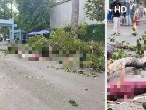 Nhánh cây cổ thụ trong công viên Tao Đàn bị gãy, 2 người tử vong, 3 người bị thương