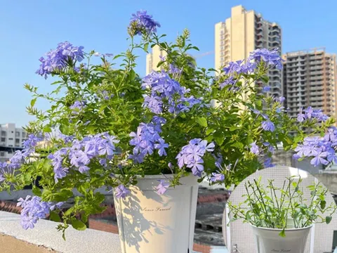 8 loại cây nên cắt tỉa vào mùa thu để ra hoa tươi tốt