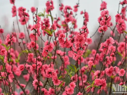 Trình Chính phủ phương án nghỉ Tết Nguyên đán 2025 chín ngày