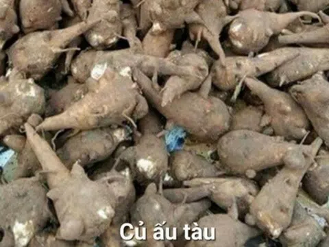 Ăn loại củ dân gian để tăng cường sức khỏe, người đàn ông suýt mất mạng