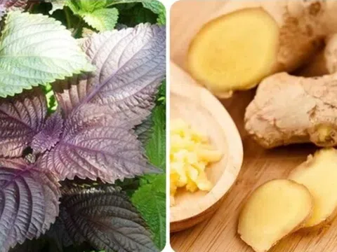 Cách nấu lá tía tô với gừng tốt cho sức khoẻ