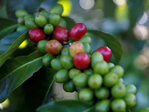 Giá cà-phê thế giới đảo chiều hồi phục sau chuỗi sụt giảm