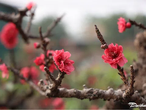 'Đào tiến vua' nằm phòng điều hòa, chờ nở đúng dịp Tết