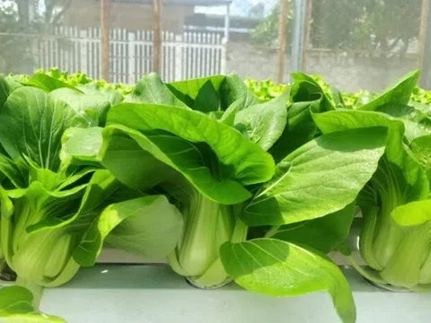 Cách trồng rau cải thìa trong thùng xốp dễ dàng