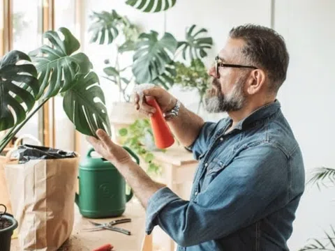 Tưới bột giặt cho cây cảnh có tác dụng gì?