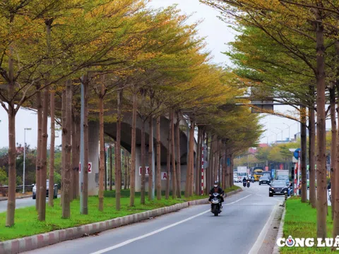 Ngắm sắc vàng rực rỡ của hàng lá bàng nhỏ ở ngoại ô Hà Nội