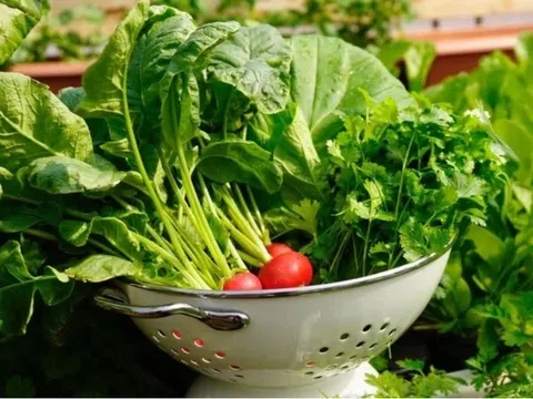 Chuyên gia vạch rõ ảo tưởng nhận biết rau có thuốc trừ sâu bằng mắt thường
