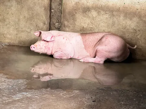 Kết luận vụ C.P. Việt Nam: Không khởi tố vì không có dấu hiệu vi phạm