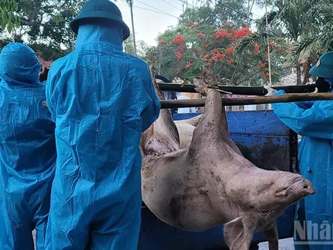 Đà Nẵng: Khẩn trương đối phó dịch tả lợn châu Phi diễn biến phức tạp