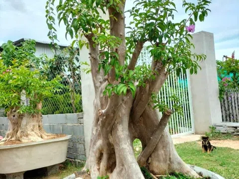 Loài cây được trồng nhiều ven đường, giờ thành "báu vật" bonsai, có người trả 1,2 tỷ vẫn từ chối