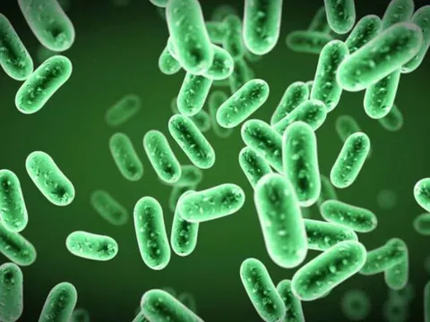 Bạch hầu có thể gây tử vong, làm sao để phòng tránh?