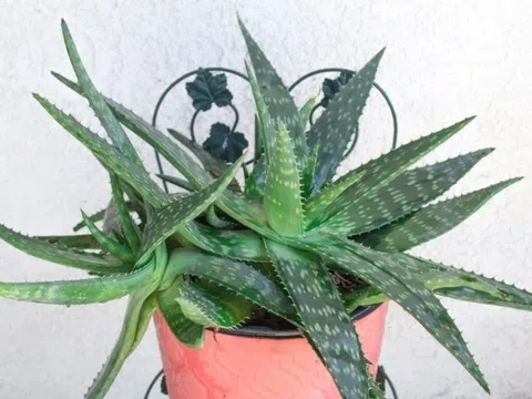 Loại cây được biết như “thần dược” trong làm đẹp còn có tác dụng ít ai biết