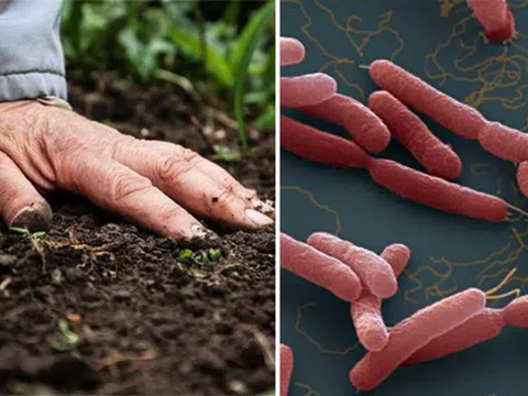 Cảnh báo nguy cơ nhiễm khuẩn huyết do bệnh Whitmore