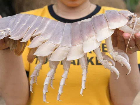 Khó tin với loại bọ siêu đắt, đại gia muốn ăn phải bỏ ra tiền triệu để săn lùng