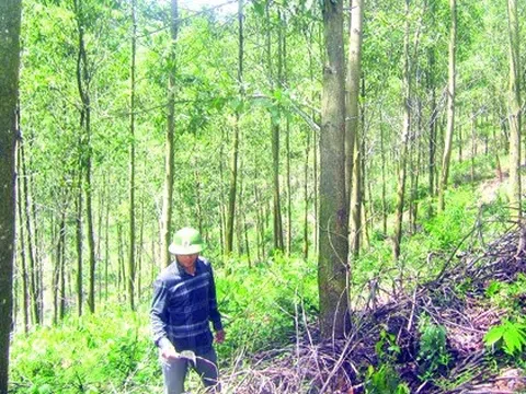 Thanh Hóa: Phê duyệt kế hoạch bảo vệ rừng tại Như Thanh