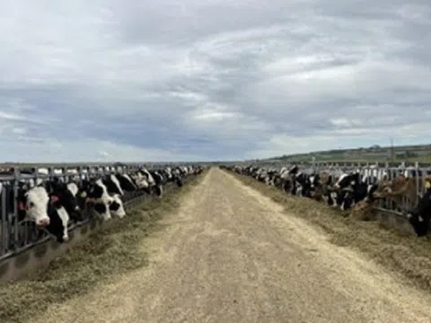 VINAMILK NHẬP ĐÀN BÒ SỮA 1000 CON TỪ MỸ VỀ TRANG TRẠI BÒ SỮA LAO-JAGRO TẠI LÀO