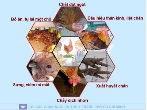 TP Hồ Chí Minh: Tăng cường phòng, chống cúm gia cầm lây sang người 